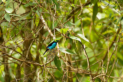 Proud Paradise Tanager, Santa Mar&iacute;a, Mambita, Colombia Typical conversation when seeing this bird: Paradise Tanager. Paradise Tanager! Paradise Tanager!! There there there quick look look! No not there. There there there there quick. Boyac&aacute;,Colombia,Fall,Geotagged,Paradise tanager,Santa Mar&iacute;a,South America,Tangara chilensis,World