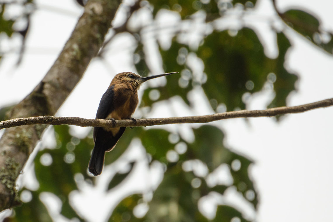 Brown jacamar perched - closeup, Santa María, Colombia Check out the sword-like bill. Boyacá,Brachygalba lugubris,Brown jacamar,Colombia,Fall,Geotagged,Santa María,South America,World