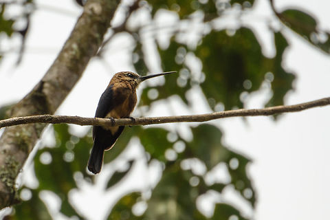 Brown jacamar perched - closeup, Santa Mar&iacute;a, Colombia Check out the sword-like bill. Boyac&aacute;,Brachygalba lugubris,Brown jacamar,Colombia,Fall,Geotagged,Santa Mar&iacute;a,South America,World