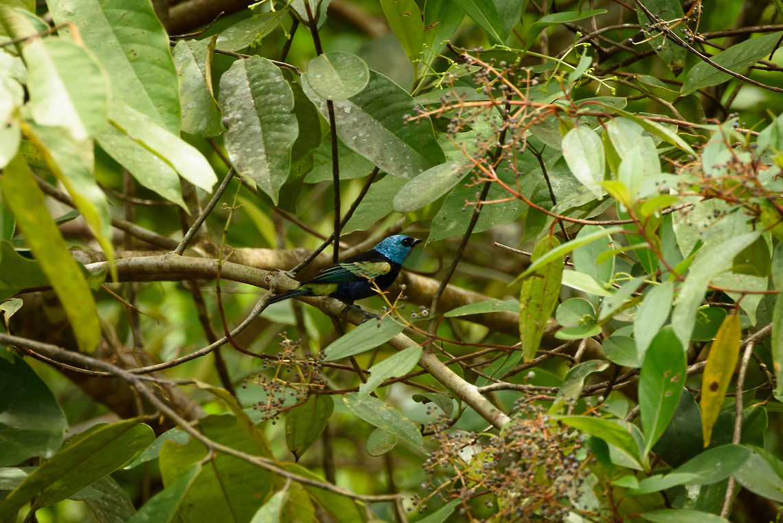Blue-necked tanager - III, Santa Mar&iacute;a, Colombia Large crop, but I'm sharing it because in this position you can see its full feather patterns. Blue-necked tanager,Boyac&aacute;,Colombia,Santa Mar&iacute;a,South America,Tangara cyanicollis,World