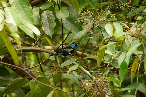 Blue-necked tanager - III, Santa María, Colombia Large crop, but I'm sharing it because in this position you can see its full feather patterns. Blue-necked tanager,Boyacá,Colombia,Santa María,South America,Tangara cyanicollis,World