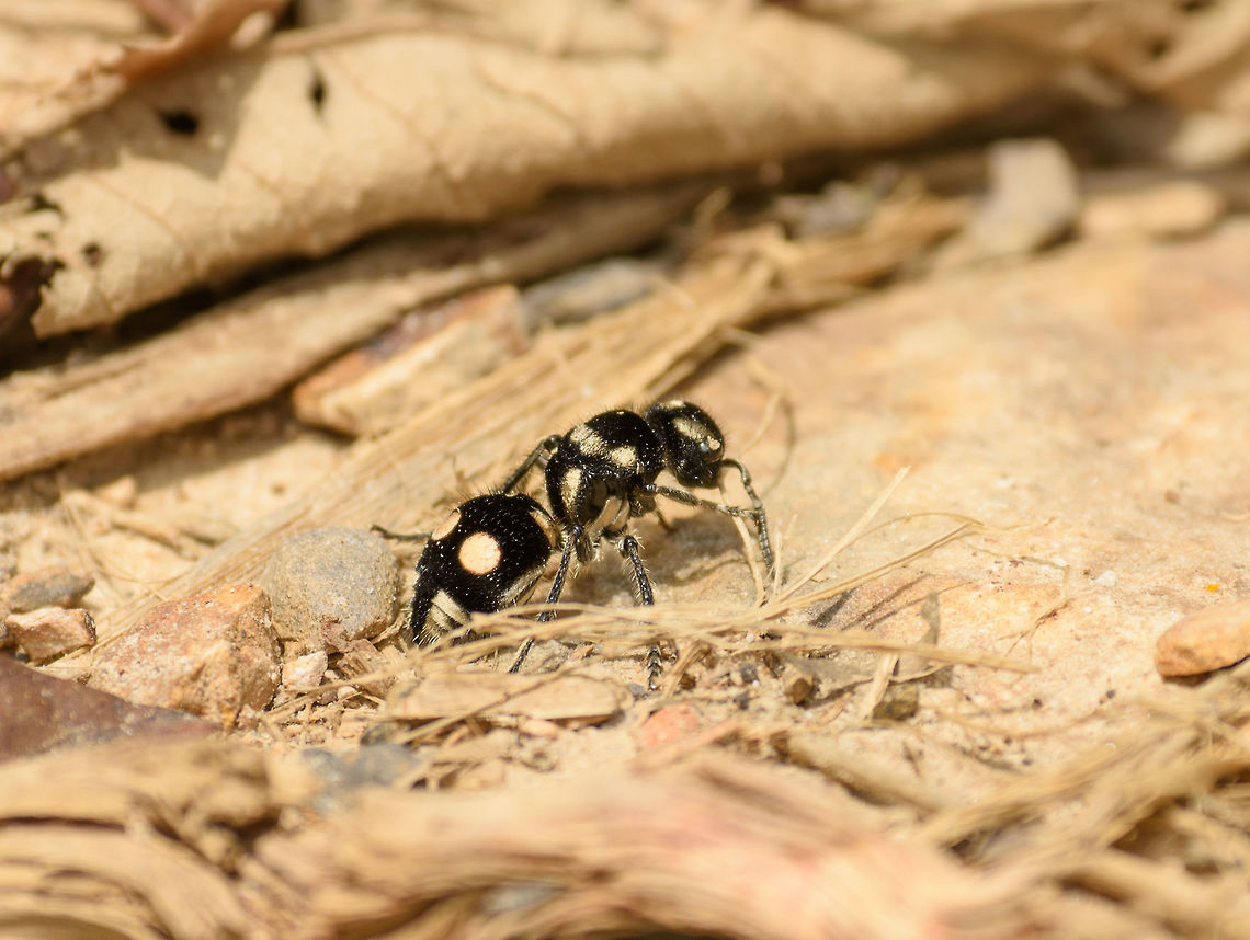 Velvet Ant (Mutillidae), Santa María, Colombia This looked like an unusually giant ant to us when finding it, but it turns out to be a Velvet Ant. Which still is no ant, it&#039;s a wasp, a flightless female wasp. And as luck would have it, only now we find out that it is known for its extremely painful sting. Some of the species in this family that have the black/white pattern as seen on this photo are nicknamed panda ants. I would not recommend cuddling them though.<br />
<br />
Similar spotting:<br />
<a href="https://www.flickr.com/photos/artour_a/6018073963/in/faves-antbbx/" rel="nofollow">https://www.flickr.com/photos/artour_a/6018073963/in/faves-antbbx/</a> Boyacá,Colombia,Fall,Geotagged,Hoplomutilla Xanthocerata,Santa María,South America,World