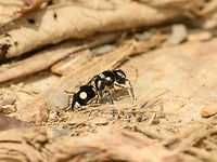 Velvet Ant (Mutillidae), Santa María, Colombia This looked like an unusually giant ant to us when finding it, but it turns out to be a Velvet Ant. Which still is no ant, it's a wasp, a flightless female wasp. And as luck would have it, only now we find out that it is known for its extremely painful sting. Some of the species in this family that have the black/white pattern as seen on this photo are nicknamed panda ants. I would not recommend cuddling them though.<br />
<br />
Similar spotting:<br />
https://www.flickr.com/photos/artour_a/6018073963/in/faves-antbbx/ Boyacá,Colombia,Fall,Geotagged,Hoplomutilla Xanthocerata,Santa María,South America,World