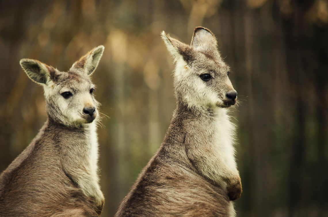 Brothers in Ears Two Wallaroos at the BestZoo, the Netherlands keep a close eye on the youngsters of the family. BestZOO,Geotagged,Macropus robustus,The Netherlands,Wallaroo