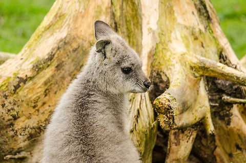Wallaroo Youngster  BestZOO,Geotagged,Macropus robustus,The Netherlands,Wallaroo