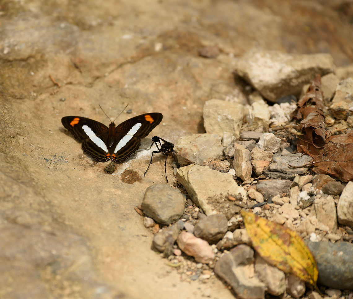 Iphiclus Sister, Santa Mar&iacute;a, Colombia With a large bonus wasp right next to it. Adelpha iphiclus,Boyac&aacute;,Colombia,Santa Mar&iacute;a,South America,World