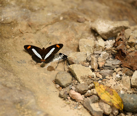 Iphiclus Sister, Santa María, Colombia With a large bonus wasp right next to it. Adelpha iphiclus,Boyacá,Colombia,Santa María,South America,World