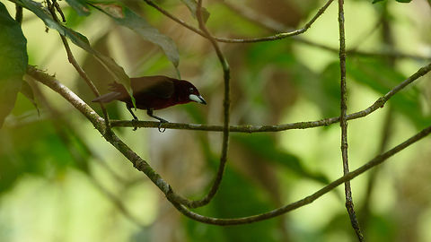 Silver-beaked tanager, Santa Mar&iacute;a, Colombia Distribution is from the far east of the Andes towards the east of Colombia (and part of Venezuela), so this spotting is right on the western edge of its known distribution. Boyac&aacute;,Colombia,Fall,Geotagged,Ramphocelus carbo,Santa Mar&iacute;a,South America,World,silver-beaked tanager