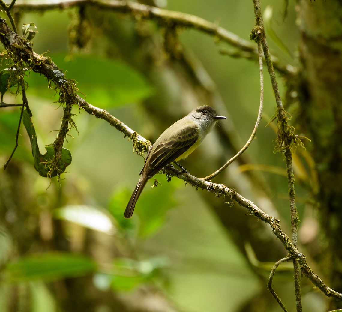 Short-crested flycatcher perched, Santa Mar&iacute;a, Colombia  Boyac&aacute;,Colombia,Fall,Geotagged,Myiarchus ferox,Santa Mar&iacute;a,Short-crested flycatcher,South America,World