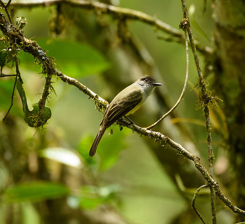 Short-crested flycatcher perched, Santa Mar&iacute;a, Colombia  Boyac&aacute;,Colombia,Fall,Geotagged,Myiarchus ferox,Santa Mar&iacute;a,Short-crested flycatcher,South America,World