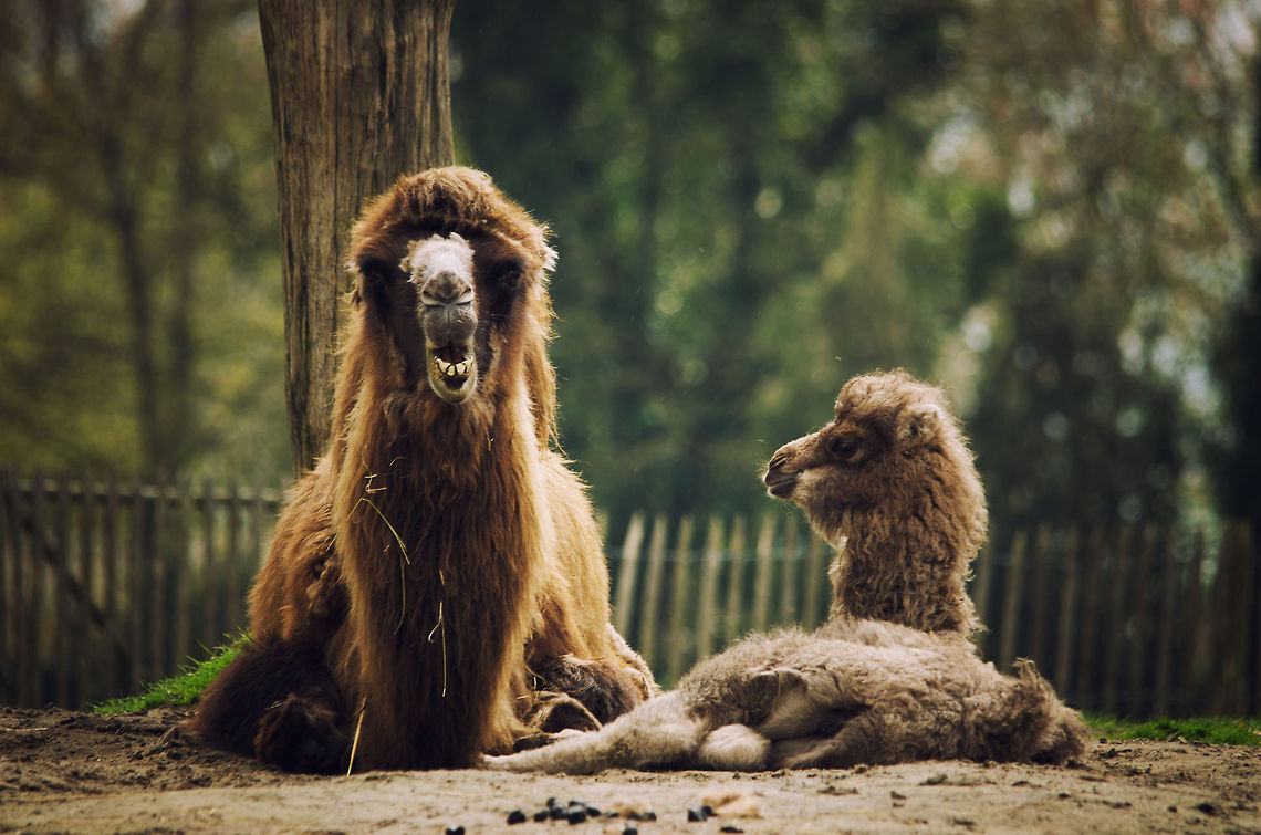 Protective On a hot day at the BestZoo, the Netherlands, this Camel is inseperable from its young. Bactrian camel,BestZOO,Camelus bactrianus,Geotagged,The Netherlands