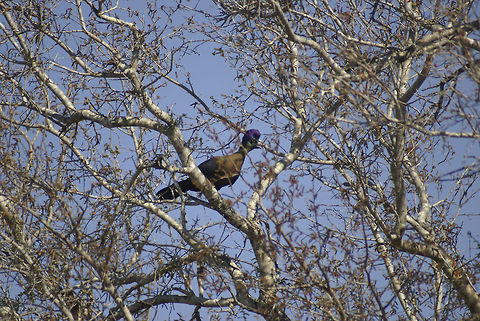 Purple-crested Turaco Or, as we started calling this bird...the David Bowie bird. Check the zoomed version to know why. Birds,Purple-crested Turaco,South Africa,Tauraco porphyreolophus,Turaco