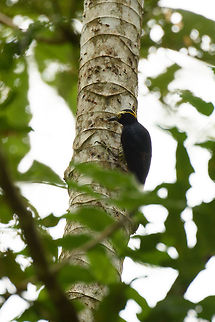 Yellow-tufted woodpecker, Mambita, Santa Mar&iacute;a, Colombia The angle doesn't do the species much justice, so consider it a behavioral photo ;) Boyac&aacute;,Colombia,Melanerpes cruentatus,Santa Mar&iacute;a,South America,World,Yellow-tufted woodpecker