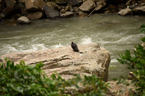 Turkey Vulture on rocks, Santa María, Colombia  Boyacá,Cathartes aura,Colombia,Fall,Geotagged,Santa María,South America,Turkey Vulture,World