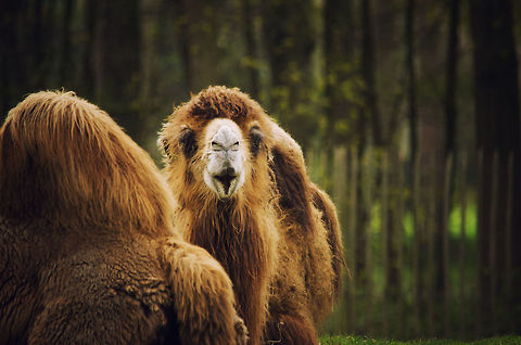 Herd Considered common animals by many, Camels are one of the most uncommon to walk the earth, based on their ability to survive in the harshest environments. The history of the world would have looked a lot different without camels. Bactrian camel,BestZOO,Camelus bactrianus,Geotagged,The Netherlands