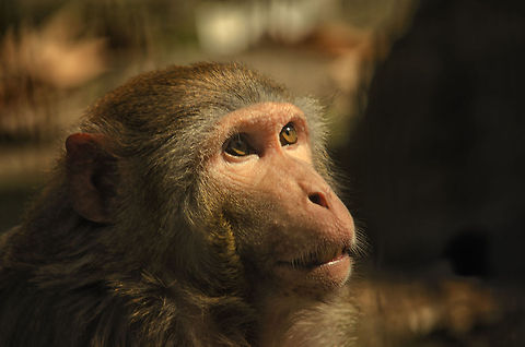 Humanoid  BestZOO,Geotagged,Macaca mulatta,Rhesus macaque,The Netherlands