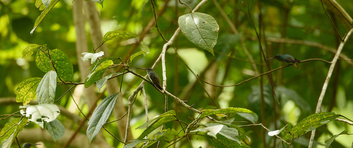 Glittering-throated emeralds, Santa María, Colombia Two of them, if you look closely. Amazilia fimbriata,Boyacá,Colombia,Glittering-throated emerald,Santa María,South America,World