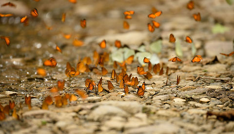 Mud-puddling flock (Dryas iulia), Santa Mar&iacute;a, Colombia After seeing this behavior where hundreds of butterflies feed on mud for the first time in Sri Lanka, we now saw it again in Colombia. This particular patch of mud attracted hundreds of butterflies, with the dominant species being Dryas iulia (presumed identification). 
With thousands of such muddy patches on the same path, it's weird to see all empty except this one place. Wikipedia explains that in some cases, this is behavioral (males copying each other's behavior), not because this specific place is so special. 

The second species in the flock (about 10%) is the Common Melwhite:
https://www.jungledragon.com/image/49032/mud-puddling_flock_melete_lycimnia_santa_mara_colombia.html Boyac&aacute;,Colombia,Dryas iulia,Fall,Geotagged,Julia Butterfly,Santa Mar&iacute;a,South America,World