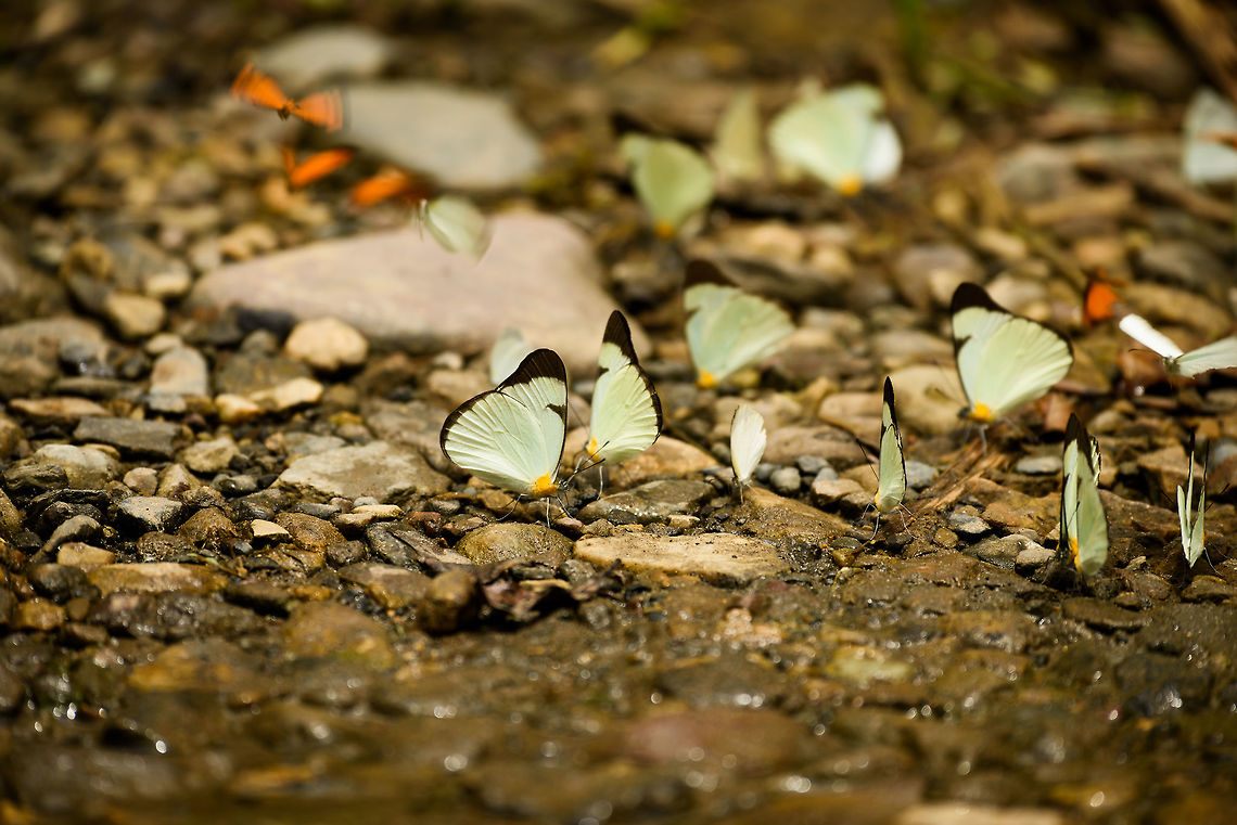 Mud-puddling flock (Melete lycimnia), Santa Mar&iacute;a, Colombia This patch of mud attracted a few hundred Julia butterflies, and a few dozen of these larger Common melwhites. <br />
<br />
<figure class="photo"><a href="https://www.jungledragon.com/image/49031/mud-puddling_flock_dryas_iulia_santa_mara_colombia.html" title="Mud-puddling flock (Dryas iulia), Santa Mar&iacute;a, Colombia"><img src="https://s3.amazonaws.com/media.jungledragon.com/images/2/49031_thumb.jpg?AWSAccessKeyId=05GMT0V3GWVNE7GGM1R2&Expires=1769040010&Signature=HZWvCiAqtJCyd6OFQlruetE2OhA%3D" width="200" height="116" alt="Mud-puddling flock (Dryas iulia), Santa Mar&iacute;a, Colombia After seeing this behavior where hundreds of butterflies feed on mud for the first time in Sri Lanka, we now saw it again in Colombia. This particular patch of mud attracted hundreds of butterflies, with the dominant species being Dryas iulia (presumed identification). <br />
With thousands of such muddy patches on the same path, it's weird to see all empty except this one place. Wikipedia explains that in some cases, this is behavioral (males copying each other's behavior), not because this specific place is so special. <br />
<br />
The second species in the flock (about 10%) is the Common Melwhite:<br />
https://www.jungledragon.com/image/49032/mud-puddling_flock_melete_lycimnia_santa_mara_colombia.html Boyac&aacute;,Colombia,Dryas iulia,Fall,Geotagged,Julia Butterfly,Santa Mar&iacute;a,South America,World" /></a></figure> Boyac&aacute;,Colombia,Common melwhite,Melete lycimnia,Santa Mar&iacute;a,South America,World
