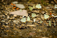 Mud-puddling flock (Melete lycimnia), Santa María, Colombia This patch of mud attracted a few hundred Julia butterflies, and a few dozen of these larger Common melwhites. <br />
<br />
https://www.jungledragon.com/image/49031/mud-puddling_flock_dryas_iulia_santa_mara_colombia.html Boyacá,Colombia,Common melwhite,Melete lycimnia,Santa María,South America,World