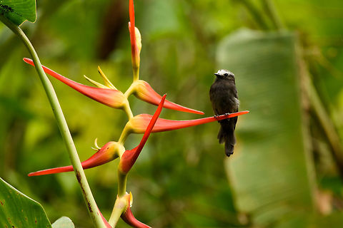 Female Long-tailed tyrant, Santa María, Colombia  Boyacá,Colombia,Colonia colonus,Fall,Geotagged,Long-tailed tyrant,Santa María,South America,World