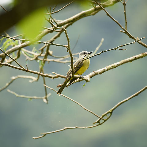 Tropical Kingbird perched, Santa María, Colombia  Boyacá,Colombia,Santa María,South America,Tropical Kingbird,Tyrannus melancholicus,World