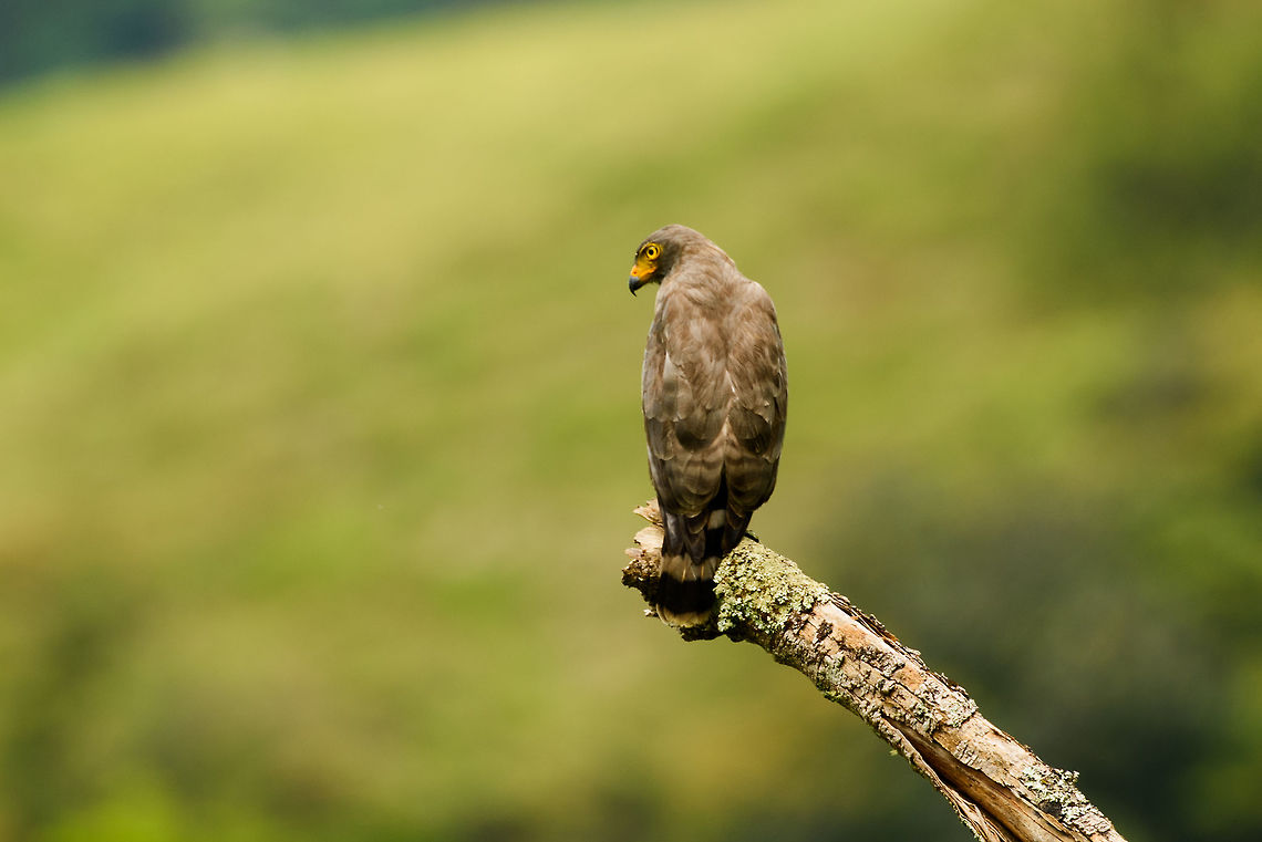 Roadside Hawk perched - closeup, Mambita, Santa Mar&iacute;a, Colombia  Boyac&aacute;,Buteo magnirostris,Colombia,Fall,Geotagged,Roadside Hawk,Santa Mar&iacute;a,South America,World