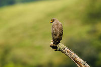 Roadside Hawk perched - closeup, Mambita, Santa Mar&iacute;a, Colombia  Boyac&aacute;,Buteo magnirostris,Colombia,Fall,Geotagged,Roadside Hawk,Santa Mar&iacute;a,South America,World