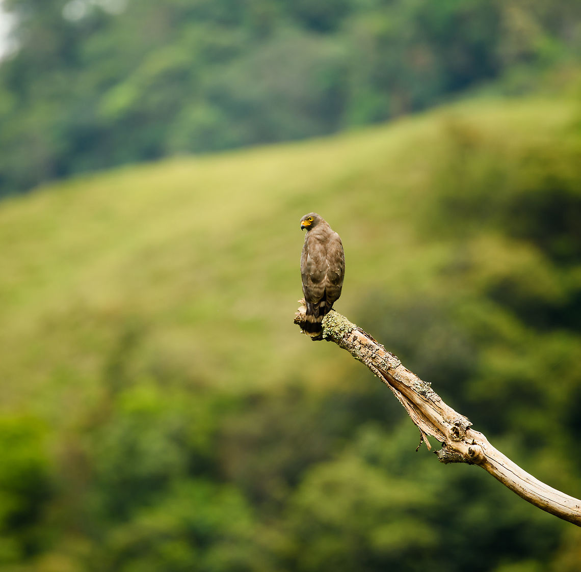 Roadside Hawk perched, Mambita, Santa Mar&iacute;a, Colombia Closeup:<br />
<figure class="photo"><a href="https://www.jungledragon.com/image/49067/roadside_hawk_perched_-_closeup_mambita_santa_mara_colombia.html" title="Roadside Hawk perched - closeup, Mambita, Santa Mar&iacute;a, Colombia"><img src="https://s3.amazonaws.com/media.jungledragon.com/images/2/49067_thumb.jpg?AWSAccessKeyId=05GMT0V3GWVNE7GGM1R2&Expires=1769040010&Signature=9V5Ptw0OsCIABdaohLf4w8ZhZQs%3D" width="200" height="134" alt="Roadside Hawk perched - closeup, Mambita, Santa Mar&iacute;a, Colombia  Boyac&aacute;,Buteo magnirostris,Colombia,Fall,Geotagged,Roadside Hawk,Santa Mar&iacute;a,South America,World" /></a></figure> Boyac&aacute;,Buteo magnirostris,Colombia,Roadside Hawk,Santa Mar&iacute;a,South America,World