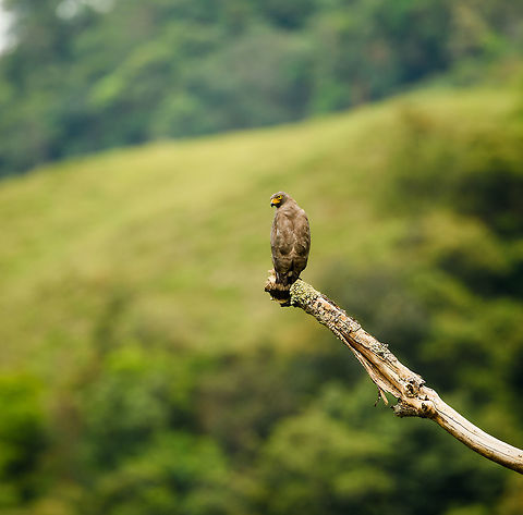 Roadside Hawk perched, Mambita, Santa Mar&iacute;a, Colombia Closeup:
https://www.jungledragon.com/image/49067/roadside_hawk_perched_-_closeup_mambita_santa_mara_colombia.html Boyac&aacute;,Buteo magnirostris,Colombia,Roadside Hawk,Santa Mar&iacute;a,South America,World