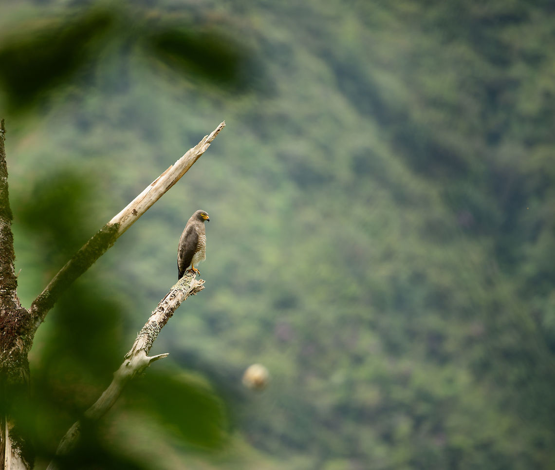 Roadside Hawk surveying, Mambita, Santa María, Colombia  Boyacá,Buteo magnirostris,Colombia,Fall,Geotagged,Roadside Hawk,Santa María,South America,World