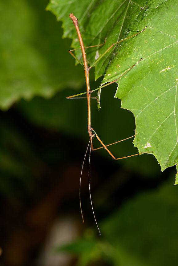 Small phasmid at night, Mambita, Santa María, Colombia Probably a male. Found at the start of our 3rd night tour in Santa Maria. Boyacá,Colombia,Phasmid,Santa María,South America,World
