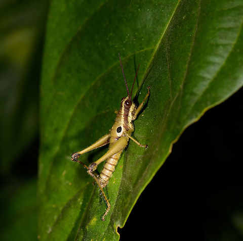 Grasshopper at night, Mambita, Santa María, Colombia  Boyacá,Colombia,Ommatolampis perspicillata,Santa María,South America,World