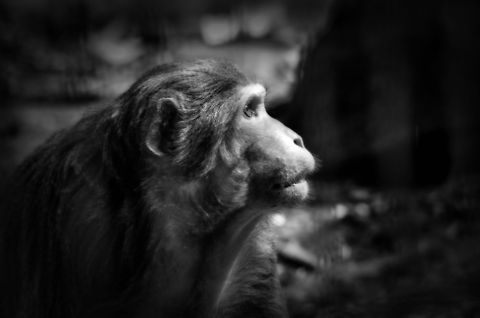 Humanoid II Rhesus macaque closeup at the BestZOO, the Netherlands. BestZOO,Macaca mulatta,Rhesus macaque