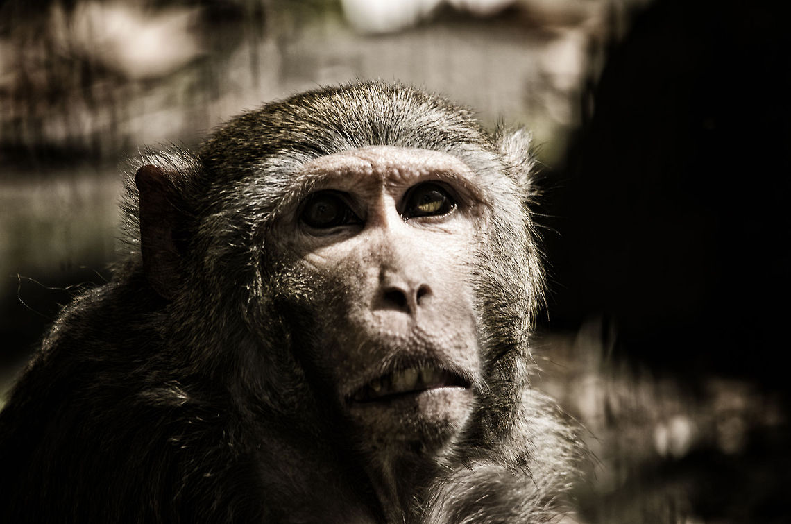 Humanoid III Rhesus macaque closeup at the BestZOO, the Netherlands. BestZOO,Geotagged,Macaca mulatta,Rhesus macaque,The Netherlands