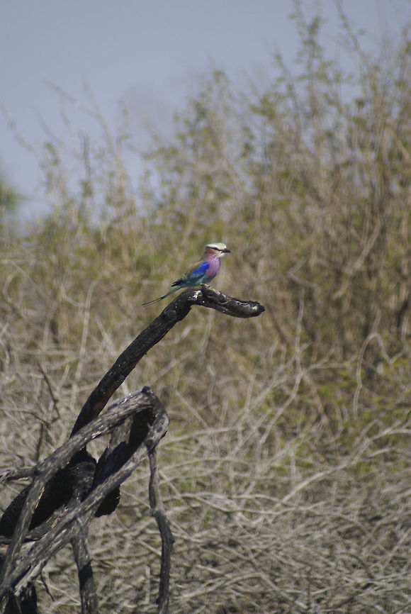 Lilac-breasted roller According to our guide, this is the most colorful bird on the planet, meaning it has the most different colors. It was spotted on safari trip in Kruger. Birds,Coracias caudatus,Lilac-breasted Roller,Lilac-breasted roller,Roller,South Africa