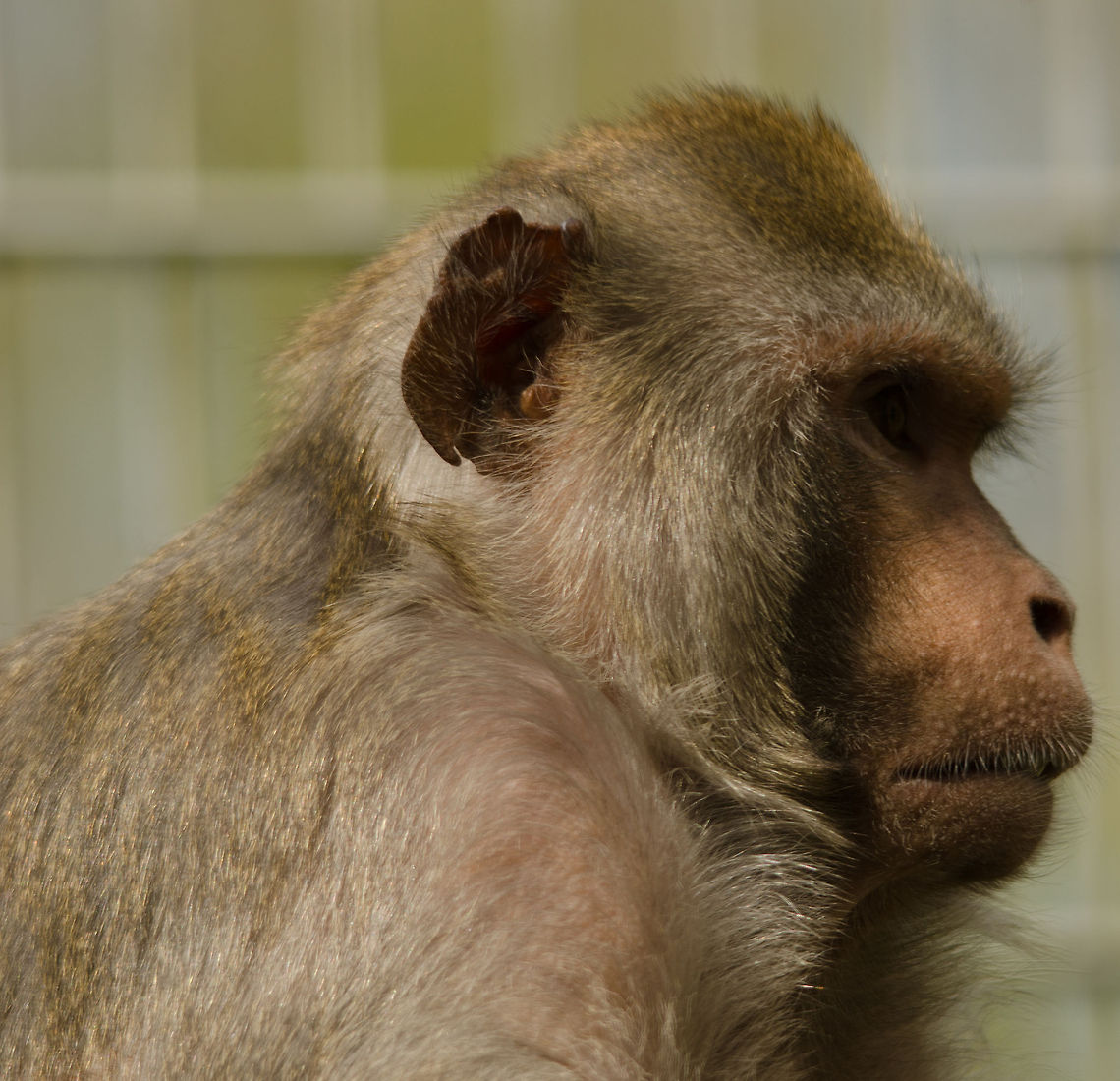 Humanoid IV Rhesus macaque portrait sideview closeup at the BestZOO, the Netherlands. BestZOO,Geotagged,Macaca mulatta,Rhesus macaque,The Netherlands