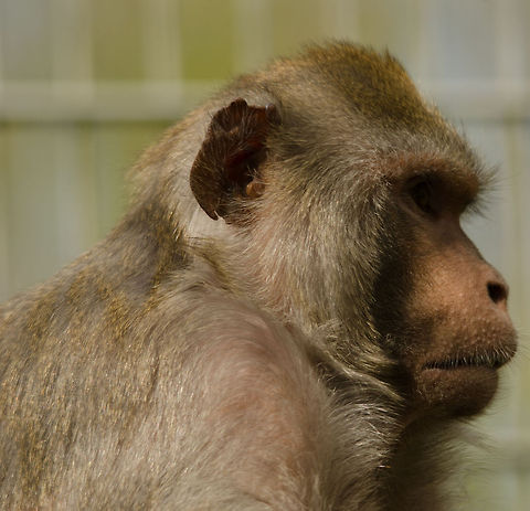 Humanoid IV Rhesus macaque portrait sideview closeup at the BestZOO, the Netherlands. BestZOO,Geotagged,Macaca mulatta,Rhesus macaque,The Netherlands