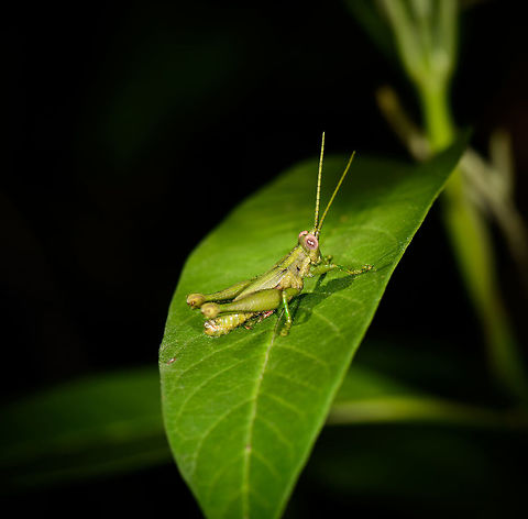 15 seconds of fame Setting the stage for this young grasshopper in Mambita, Santa María, Colombia. Boyacá,Colombia,Santa María,South America,World