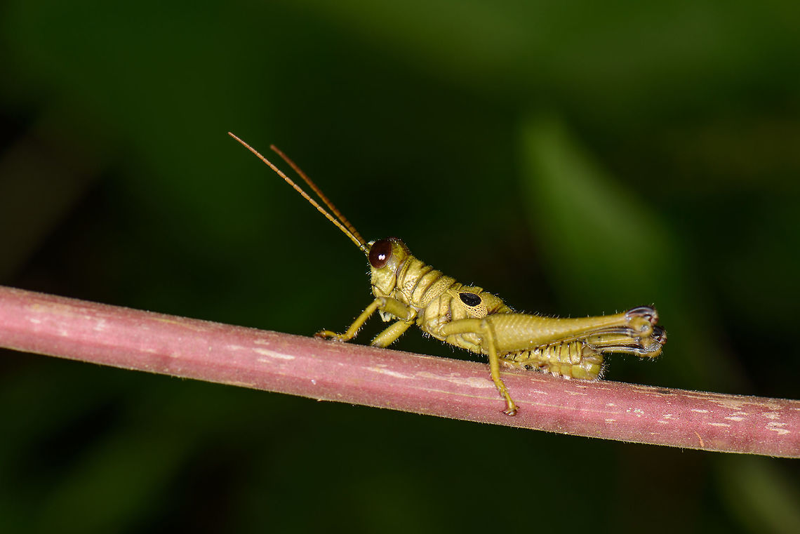 Yellow grasshopper on red stem, Mambita, Santa María, Colombia  Boyacá,Colombia,Ommatolampis perspicillata,Santa María,South America,World