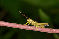Yellow grasshopper on red stem, Mambita, Santa Mar&iacute;a, Colombia  Boyac&aacute;,Colombia,Ommatolampis perspicillata,Santa Mar&iacute;a,South America,World