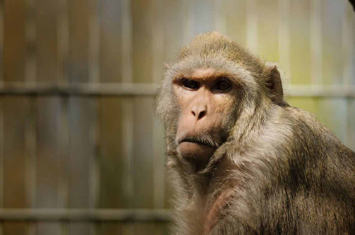 Humanoid V Rhesus macaque frontal closeup at the BestZOO, the Netherlands. BestZOO,Geotagged,Macaca mulatta,Rhesus macaque,The Netherlands
