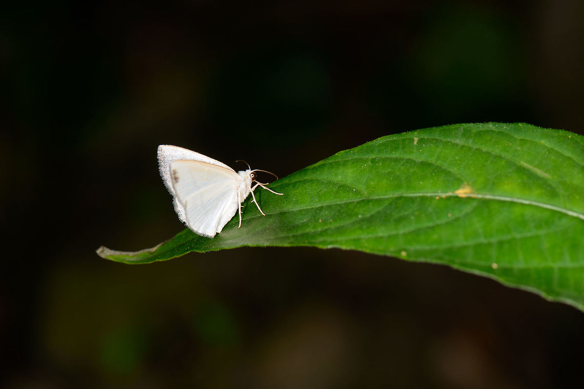Pristine white moth, Mambita,Santa María, Colombia Almost entirely white, except for the outer edge of the forewings which has slight dark spots and banding. Boyacá,Colombia,Santa María,South America,World