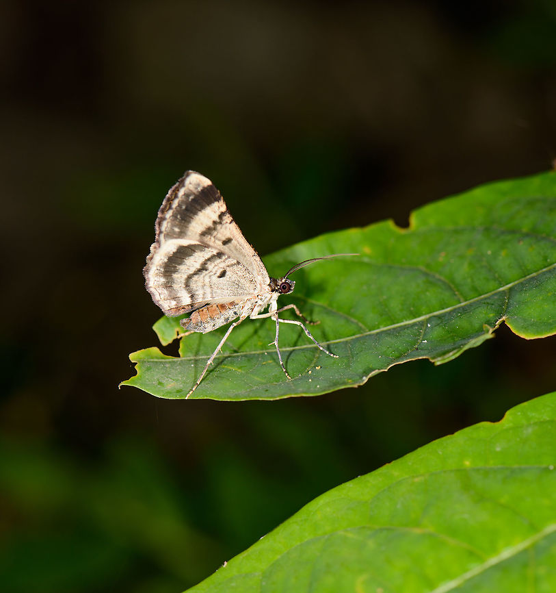 Light brownish moth, Mambita, Santa María, Colombia Light brown overall color with 3 dark bands on the wings and a dark spot. Eyes are brown. Boyacá,Colombia,Santa María,South America,World