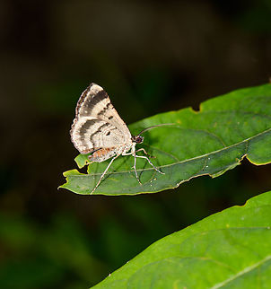Light brownish moth, Mambita, Santa María, Colombia Light brown overall color with 3 dark bands on the wings and a dark spot. Eyes are brown. Boyacá,Colombia,Santa María,South America,World