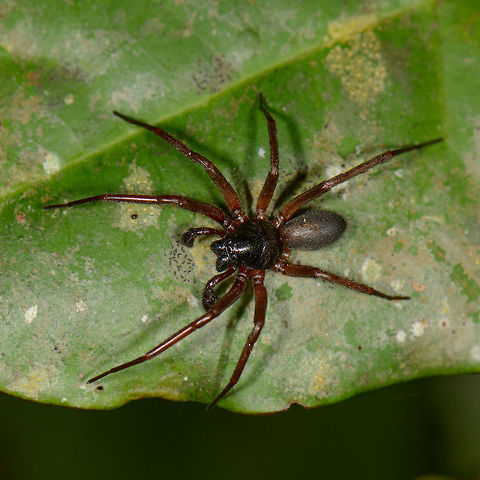 Corinnidae on leaf - closeup, Mambita, Santa María, Colombia ID by Hubert Höfer.
Black head, silver abdomen, red legs.
https://www.jungledragon.com/image/49136/corinnidae_on_leaf_mambita_santa_mara_colombia.html Boyacá,Colombia,Santa María,South America,World