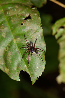 Corinnidae on leaf, Mambita, Santa Mar&iacute;a, Colombia ID by Hubert H&ouml;fer.
Black head, silver abdoment, red legs. Closeup:
https://www.jungledragon.com/image/49135/corinnidae_on_leaf_-_closeup_mambita_santa_mara_colombia.html Boyac&aacute;,Colombia,Santa Mar&iacute;a,South America,World