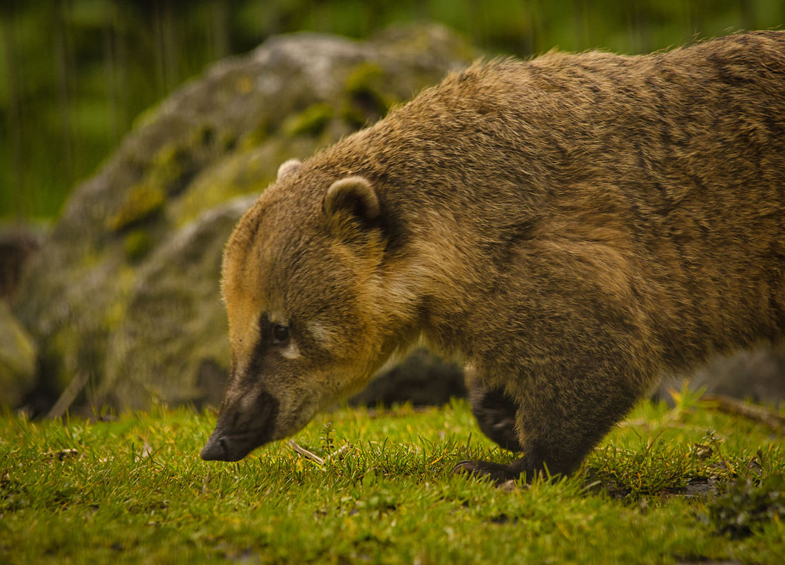 South American Coati sniffing around Every day I&#039;m snifflin&#039; at the BestZOO, the Netherlands. BestZOO,Geotagged,Nasua nasua,South American Coati,The Netherlands