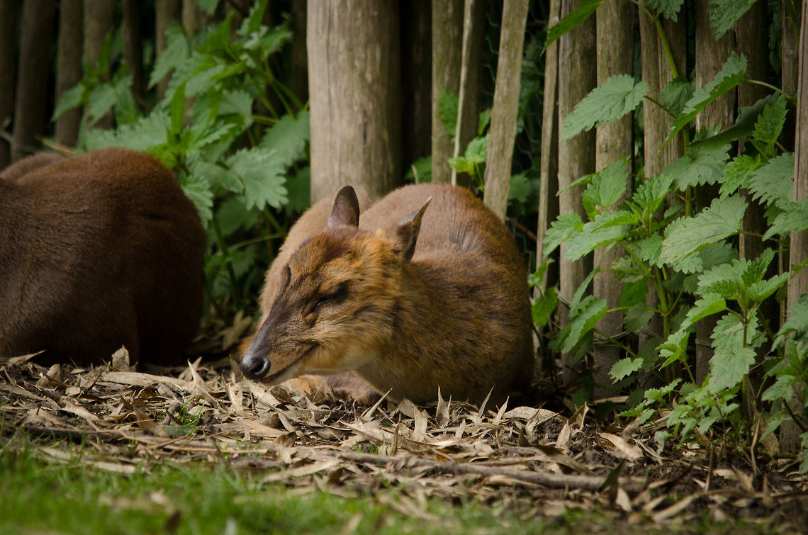 Reeves Muntjac at BestZOO In a pose that resembles satisfaction. BestZOO,Geotagged,Muntiacus reevesi,Reeves Muntjac,The Netherlands