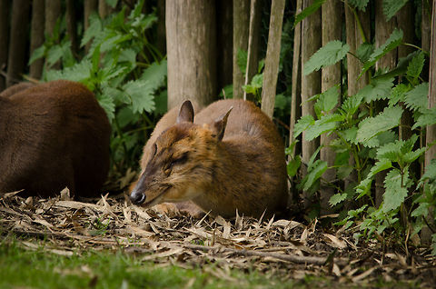 Reeves Muntjac at BestZOO In a pose that resembles satisfaction. BestZOO,Geotagged,Muntiacus reevesi,Reeves Muntjac,The Netherlands